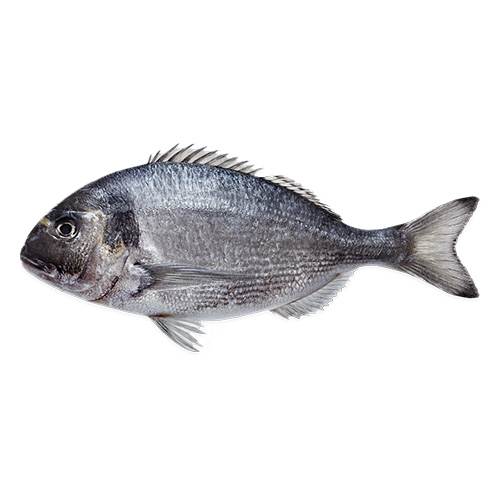 Gilthead-Seabream