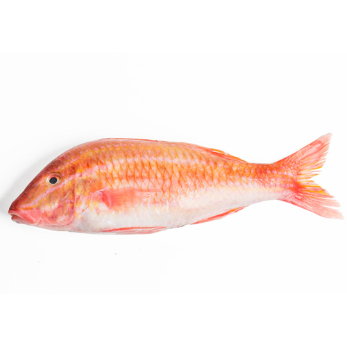 Striped red mullet