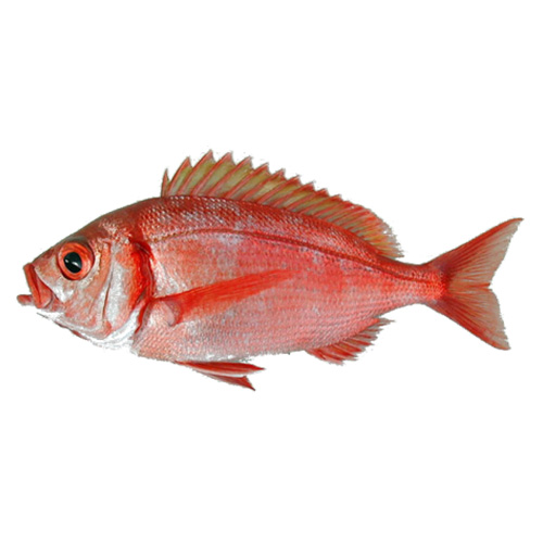 red porgy