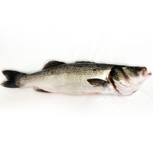 seabass